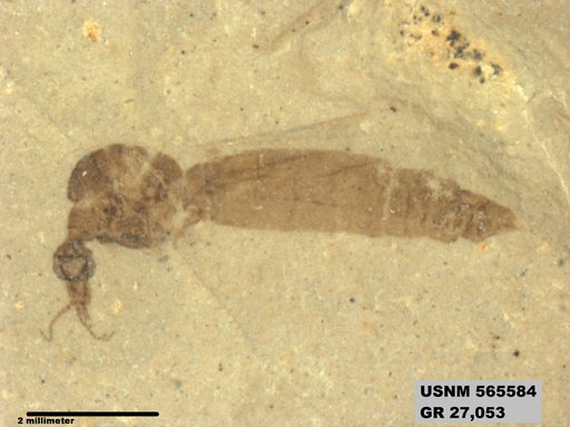 Genus sp
