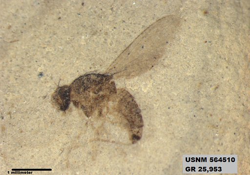 Genus sp