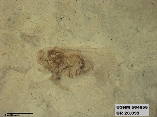 Genus sp