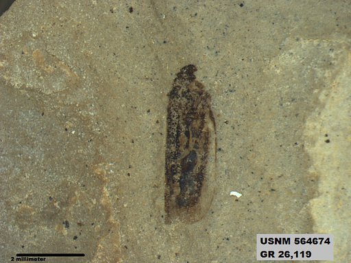 Genus sp