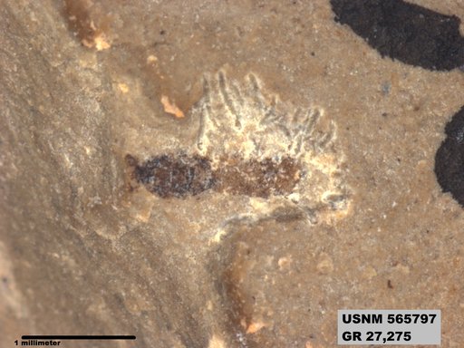 Genus sp