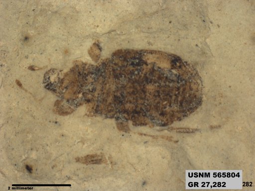 Insecta