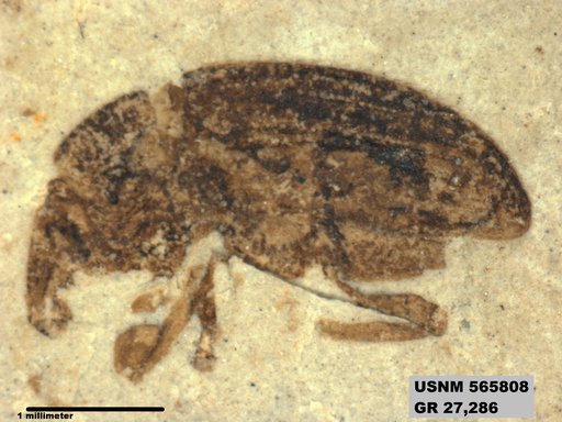Insecta