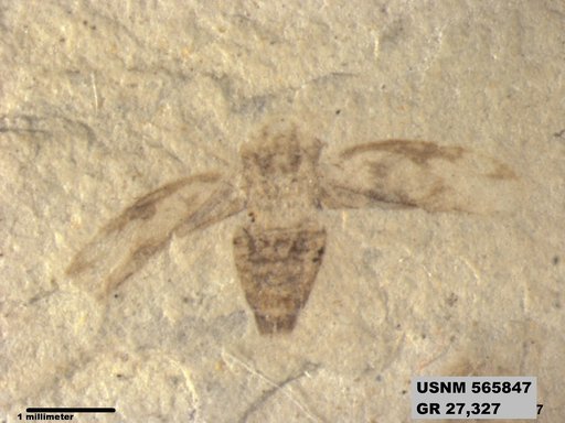Genus sp