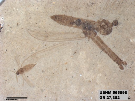 Insecta