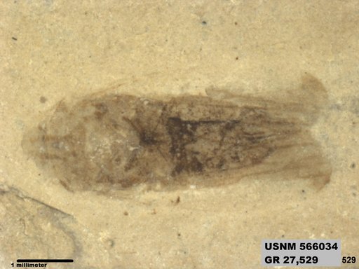Genus sp