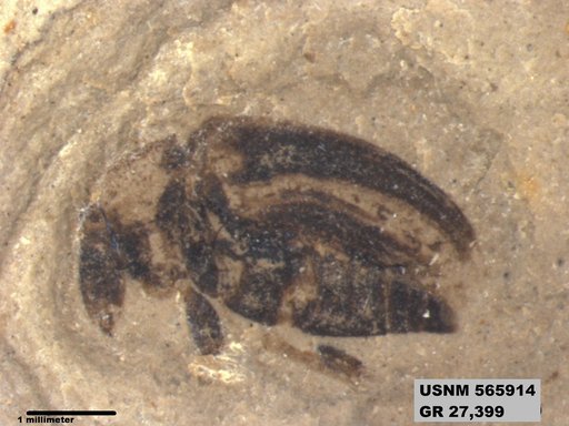 Genus sp