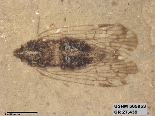 Genus sp