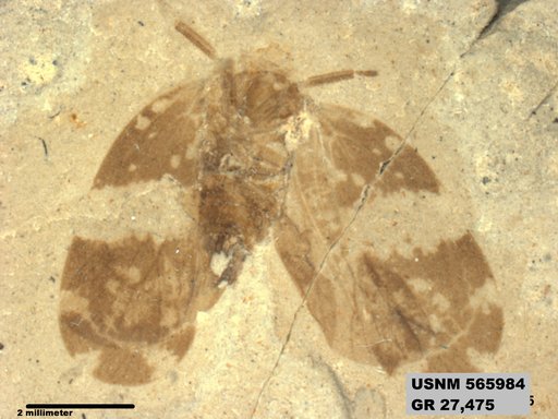 Genus sp