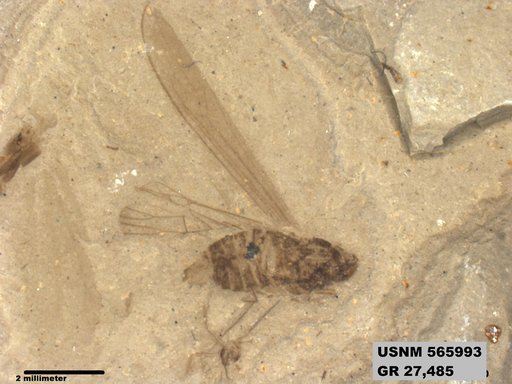 Genus sp