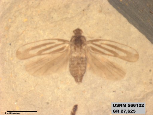 Genus sp