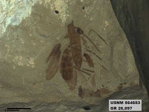 Genus sp