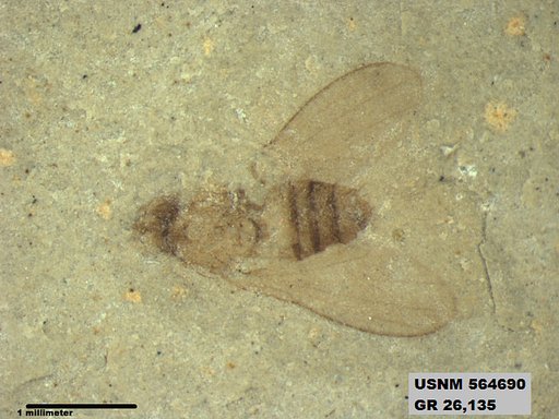 Insecta