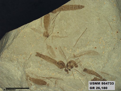 Genus sp