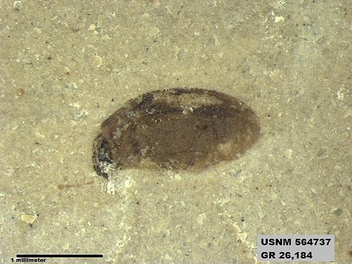 Insecta