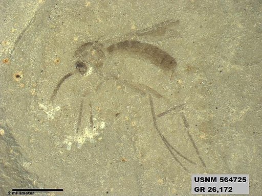 Genus sp