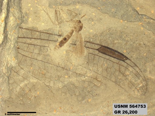 Genus sp