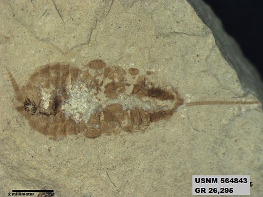 Genus sp