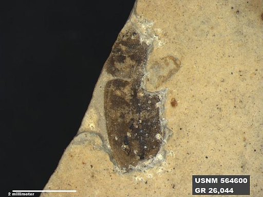 Insecta