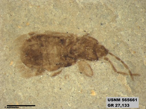 Genus sp