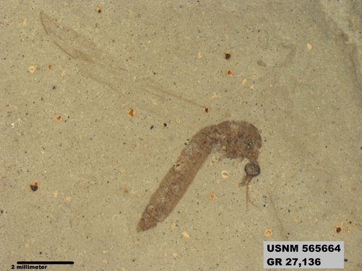 Genus sp