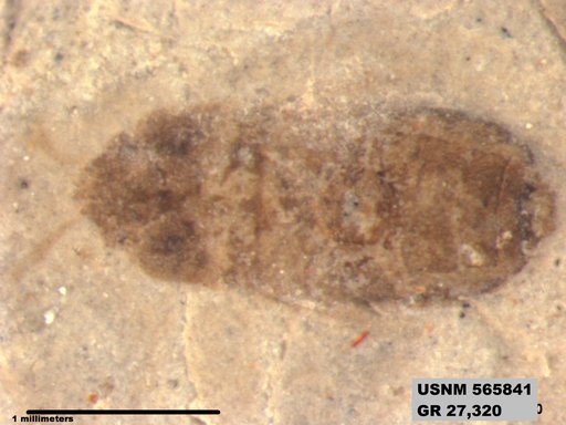Genus sp
