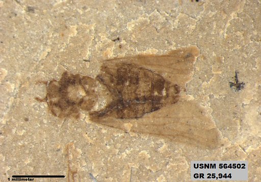 Genus sp