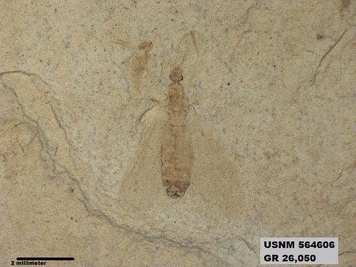 Genus sp