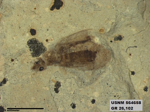 Insecta