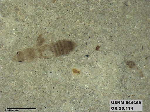 Genus sp