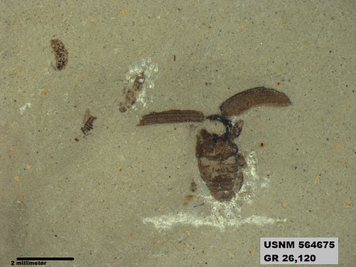 Insecta