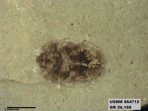 Insecta