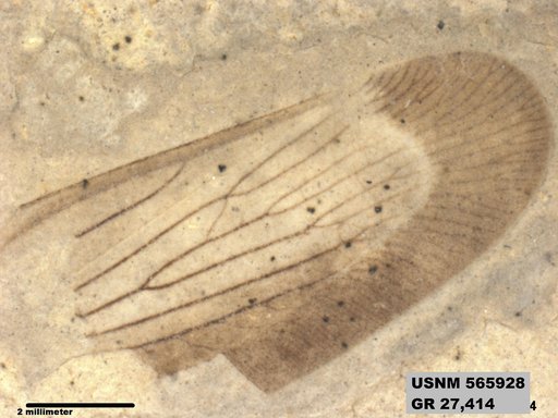 Genus sp
