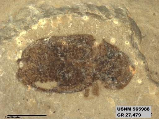 Genus sp