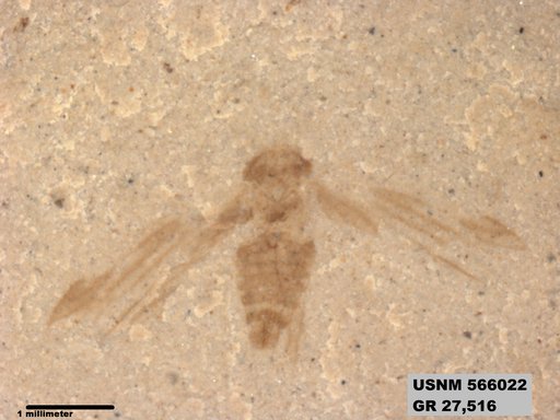 Genus sp