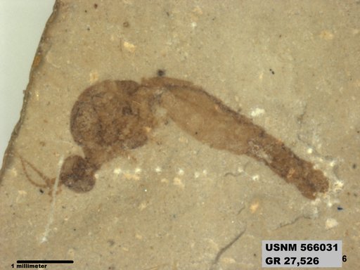 Genus sp