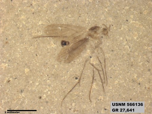 Genus sp