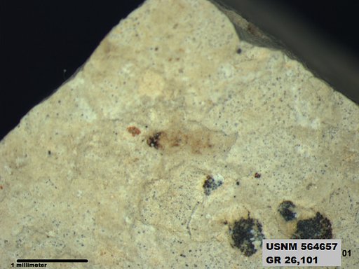 Genus sp