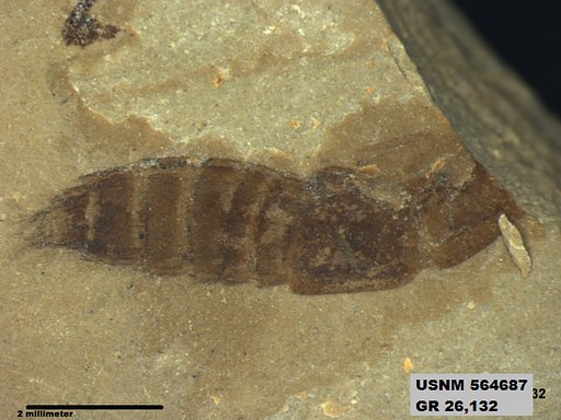 Insecta