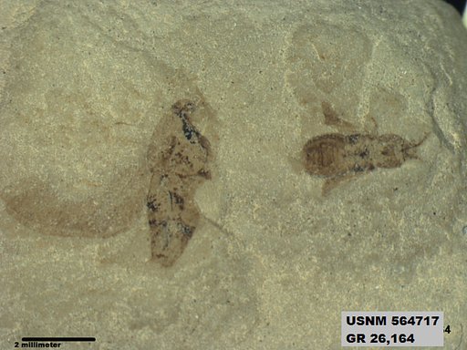 Genus sp