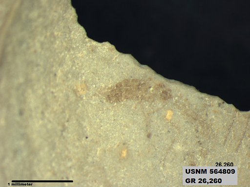 Genus sp