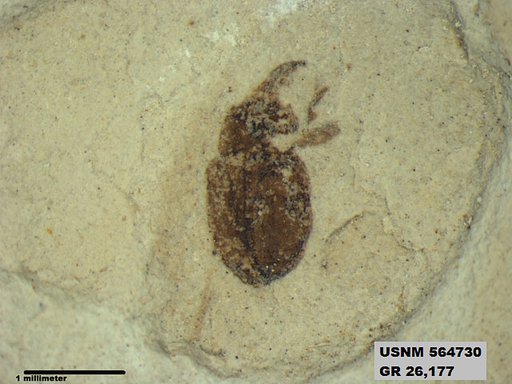 Insecta