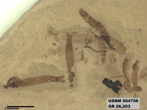 Genus sp