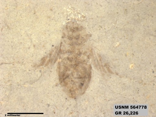 Genus sp