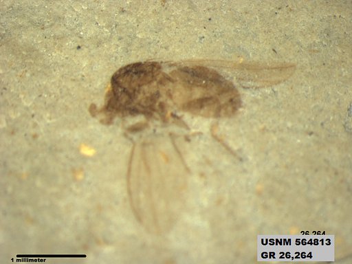 Insecta