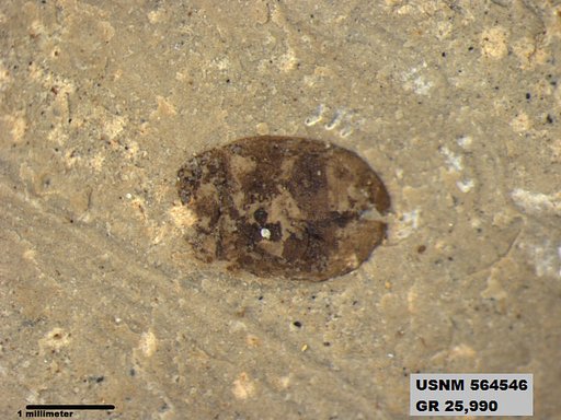 Insecta