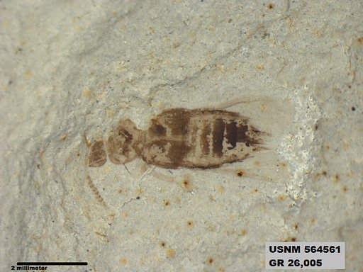 Genus sp