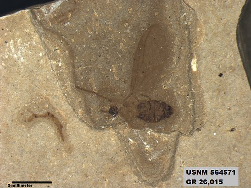 Genus sp