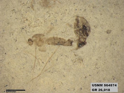 Eogryllus unicolor