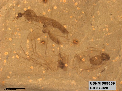 Genus sp